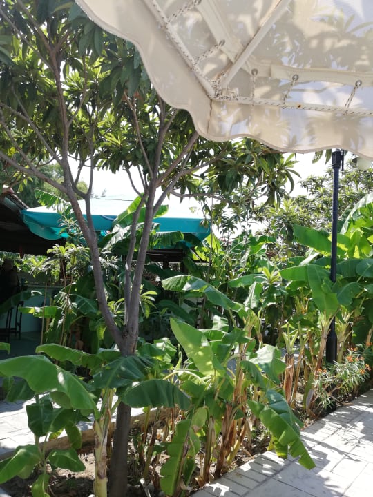 Gartenanlage Irene Palace Beach Resort Club alltoura