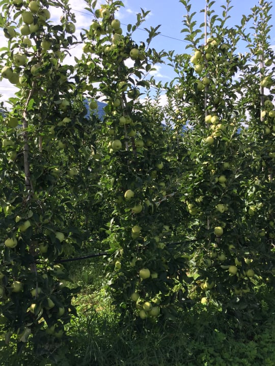 Ausblick Hotel Appartement Christine