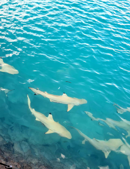 Strand Cinnamon Dhonveli Maldives