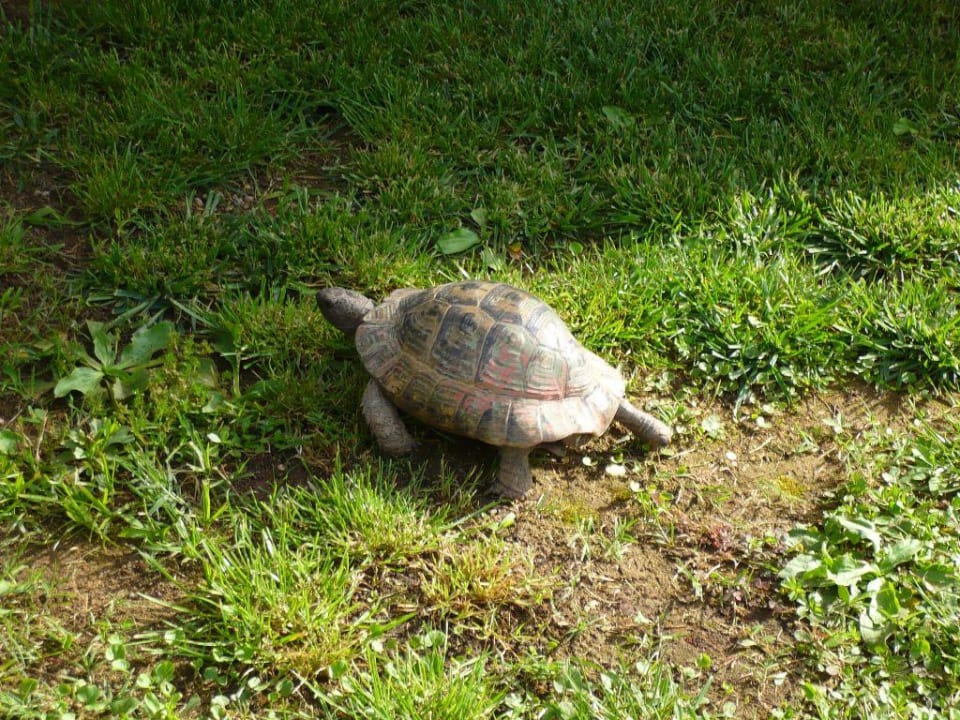 Schildkröte Megasaray Club Belek