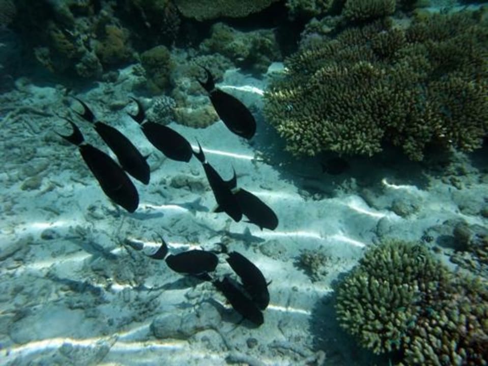 Unterwasser Eri Maldives