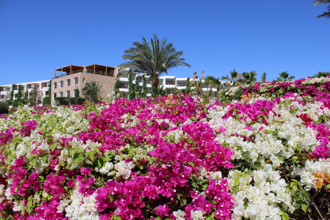 Außenansicht Fort Arabesque Resort, Spa & Villas