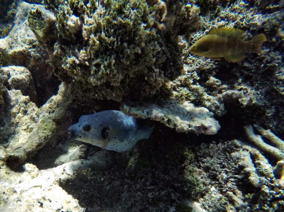 Schwarzfleck - Kugelfisch NH Collection Maldives Havodda Resort