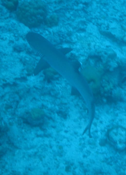Sport & Freizeit Hondaafushi Island Resort