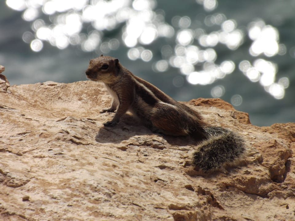 SBH Costa Calma Beach Resort SBH Costa Calma Beach Resort