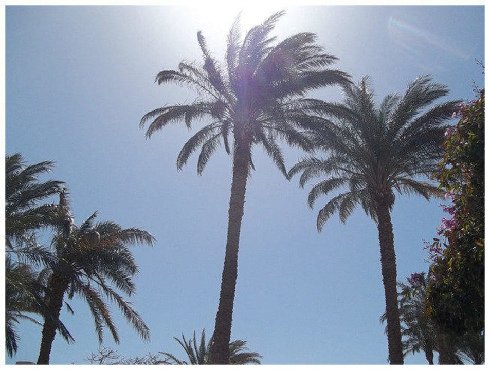 "Miami vice" Shams Safaga Resort