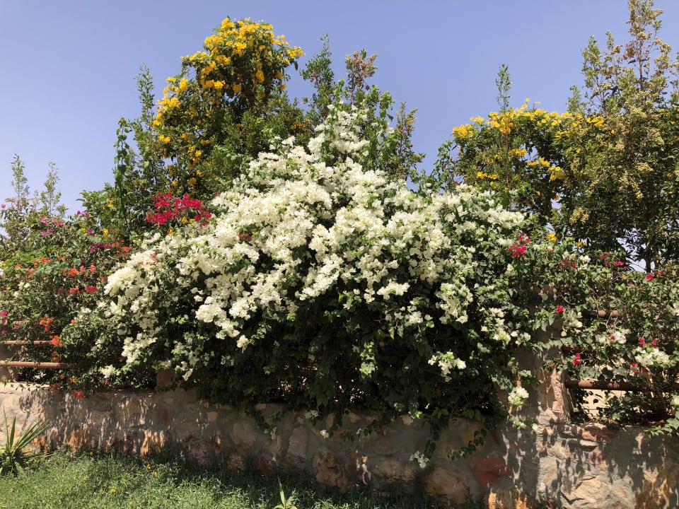 Gartenanlage Three Corners Sea Beach Resort