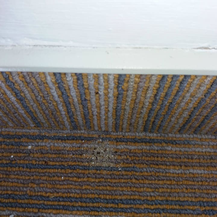 Ameisen im Teppich Sunny Poreč by Valamar