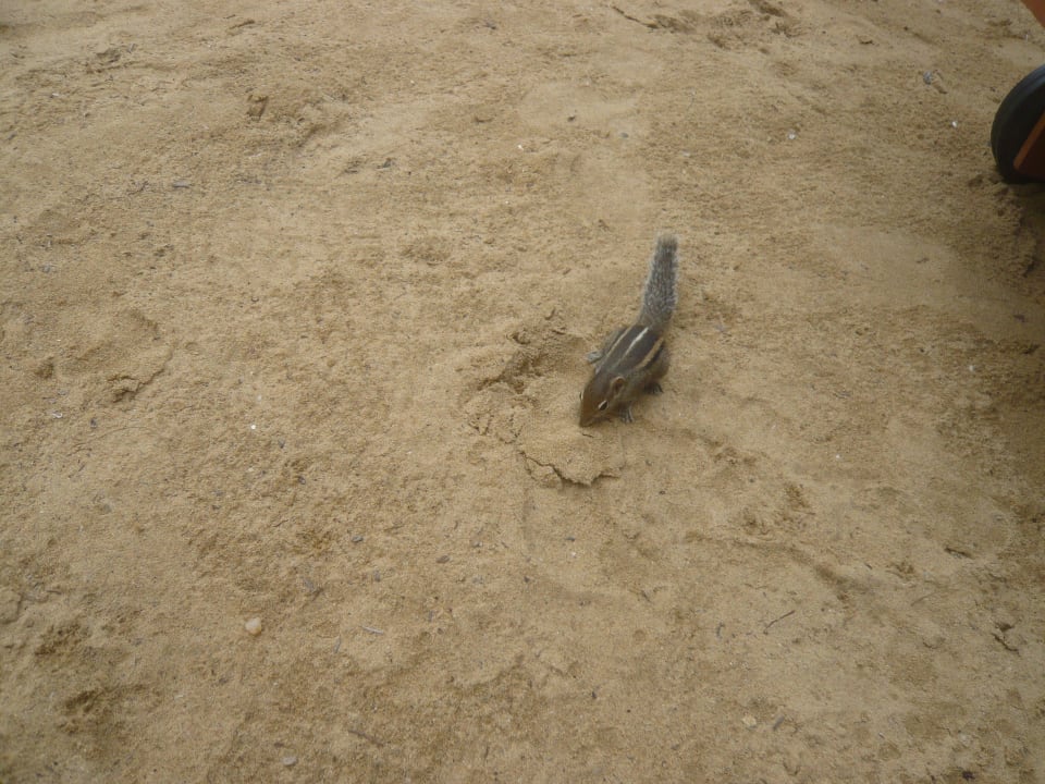 Tiere, laut und nervig - man tut dagegen Nichts! Hotel Jetwing Beach