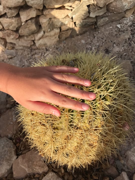 Gartenanlage Club Hotel Drago Park