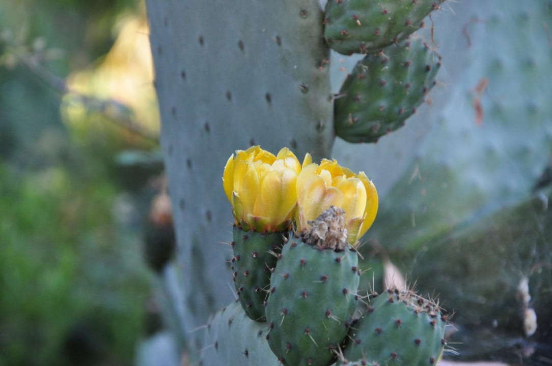 Blühende Kakteen  Tirreno Resort