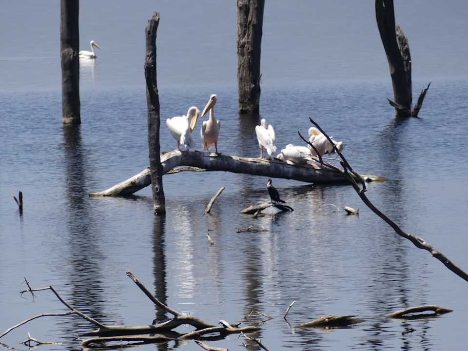 Sonstiges Hotel Lake Nakuru Lodge
