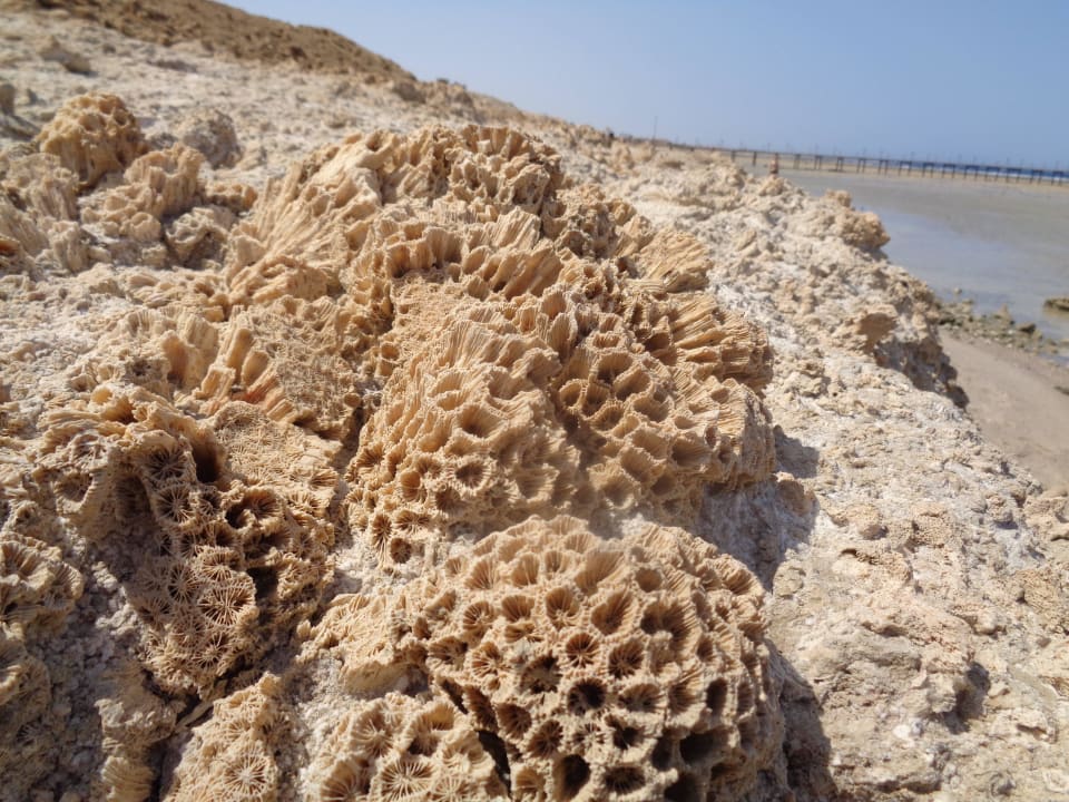 Co można napotkać w wodzie Bliss Nada Beach Resort