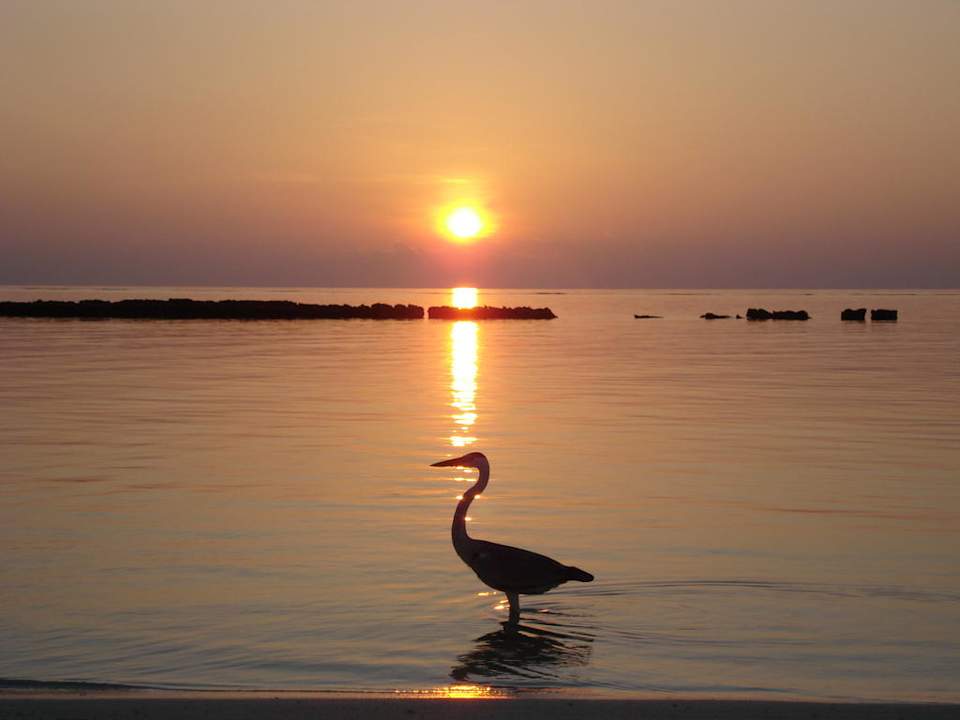 Kleines  Hausriff Summer Island Maldives