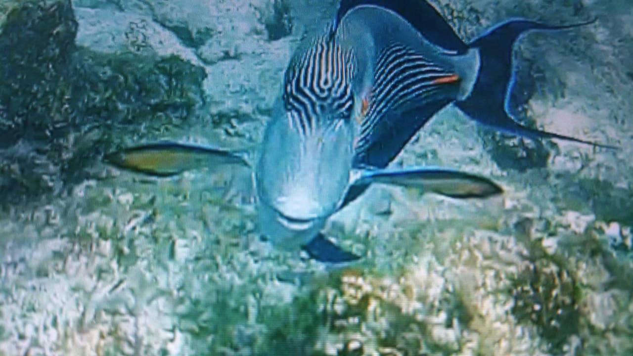 Er will nur spielen... Makadi Spa - Adults only