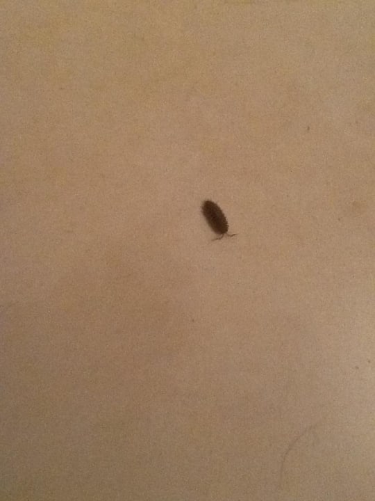 Kakerlaken Ferienhaus Achter de Dünen