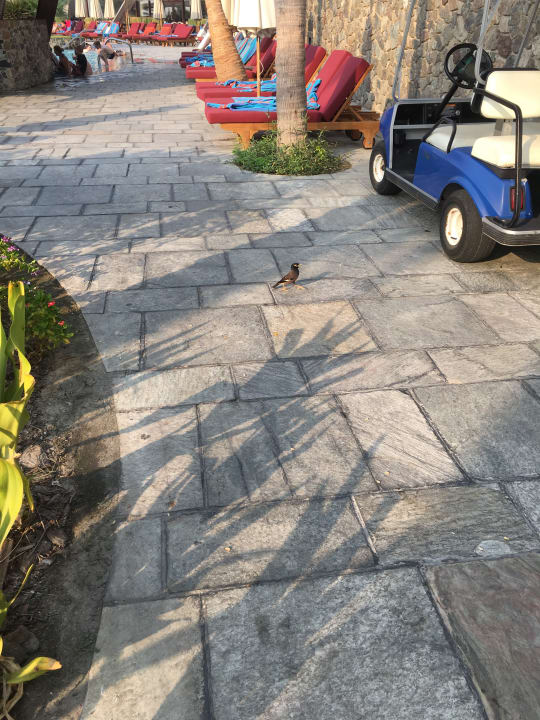 Sonstiges JA Palm Tree Court