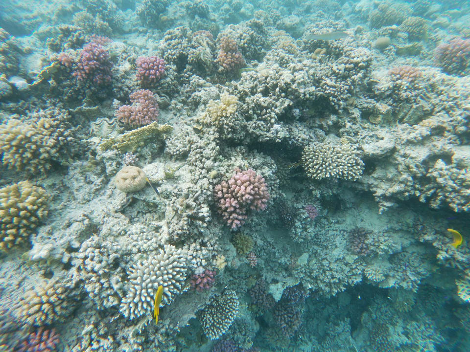 Strand Marina Resort Port Ghalib, a member of Radisson Individuals