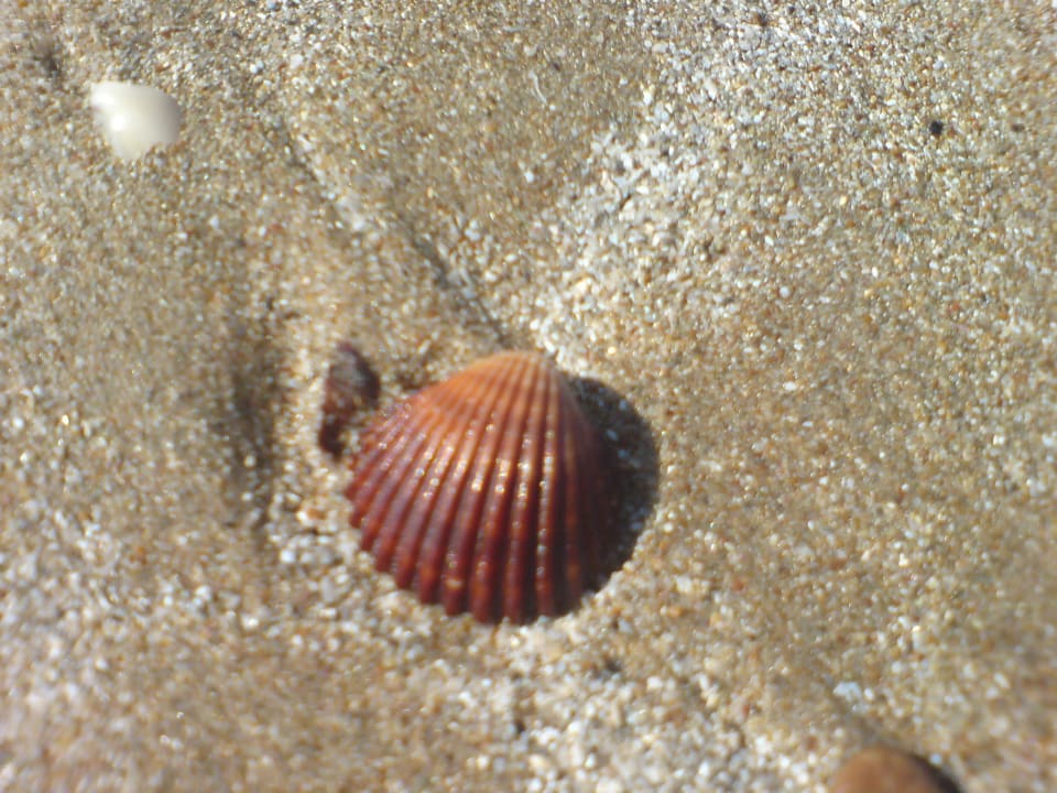 Eine verirrte Muschel Aydinbey Kings Palace & Spa