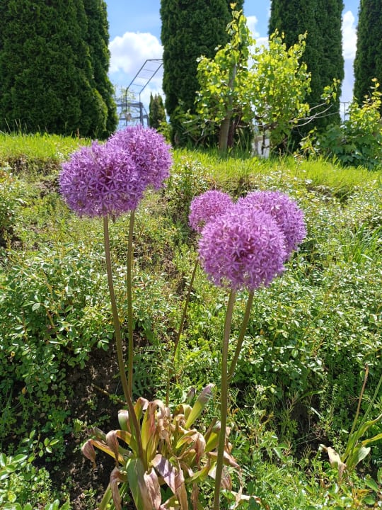 Gartenanlage Spirit & SPA Hotel Birkenhof am Elfenhain