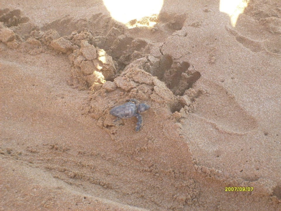 Babyschildkröte auf dem Weg ins Meer Hotel Dedalos Beach