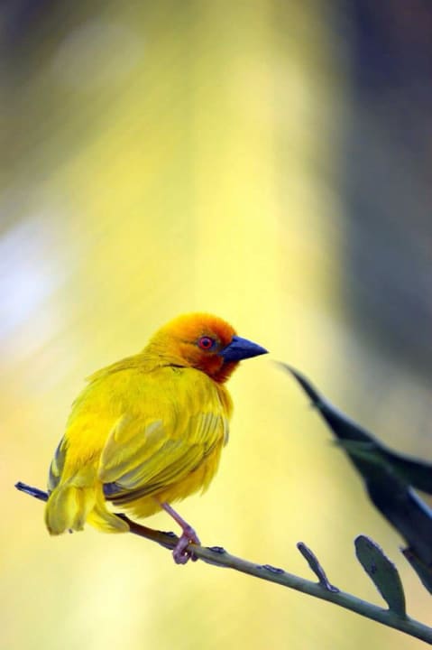 Webervogel aus dem Hotelgarten Neptune Pwani Beach Resort & Spa