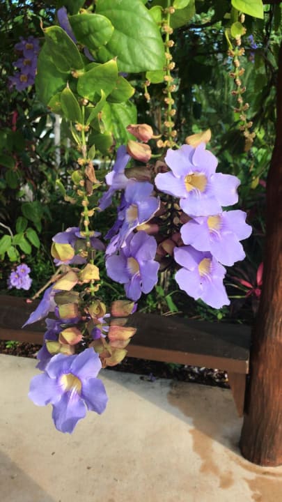 Ausblick Secrets Akumal Riviera Maya - Adults only