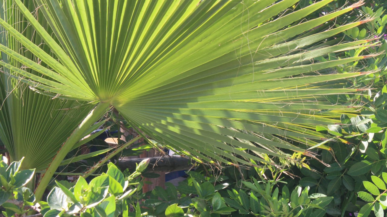 Tolle Pflanzen HL Miraflor Suites Hotel