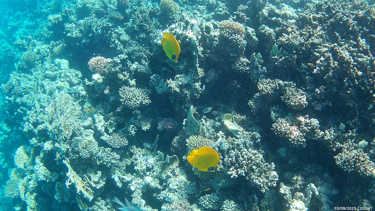 Strand Cleopatra Luxury Resort Makadi Bay