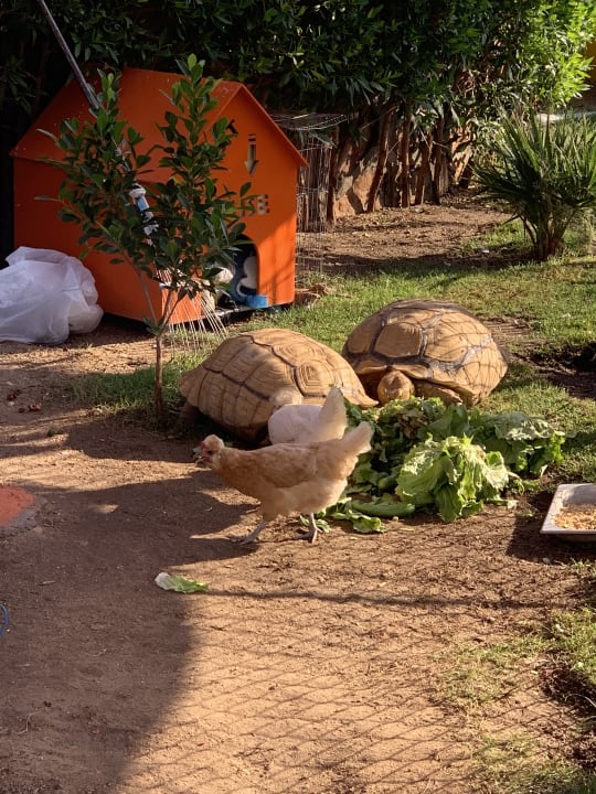 Gartenanlage Riviera Aqua Park Resort