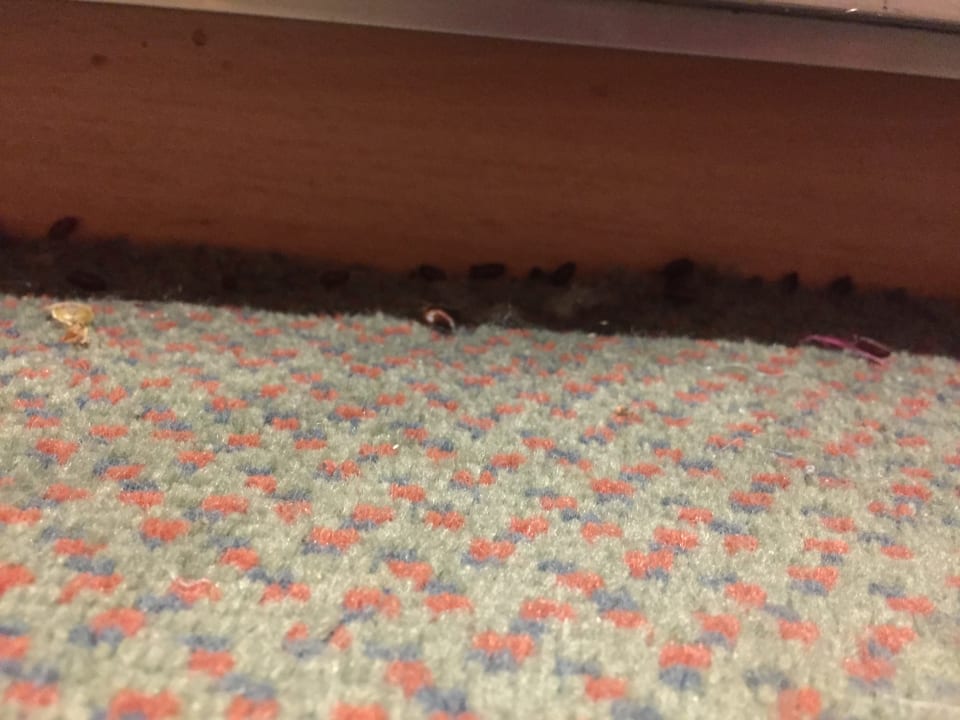 Zimmer Center Parcs Het Heijderbos