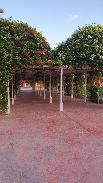 Gartenanlage Desert Rose