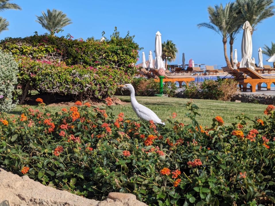 Gartenanlage Sentido Akassia Beach