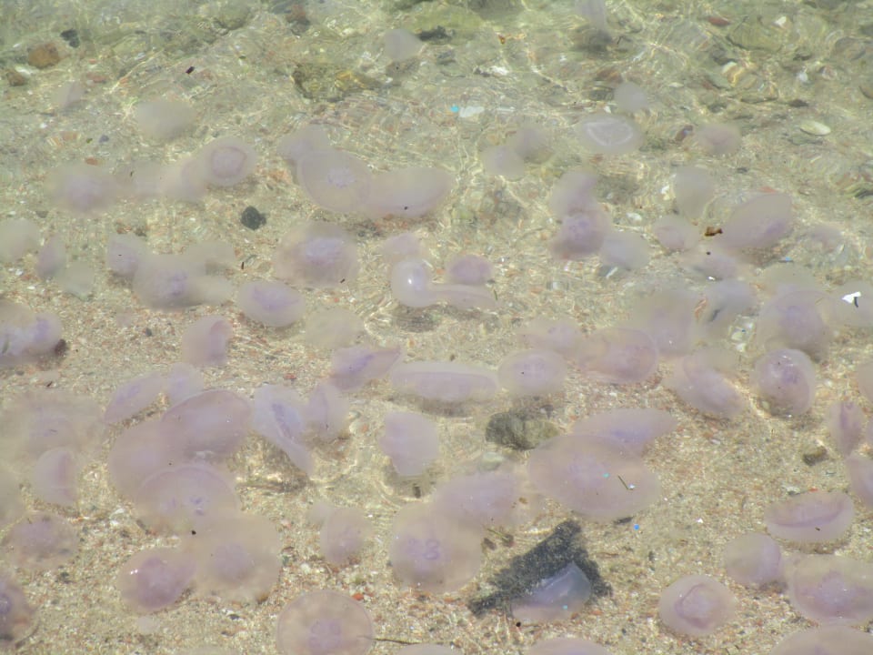 Strand Steigenberger Coraya Beach - Adults only