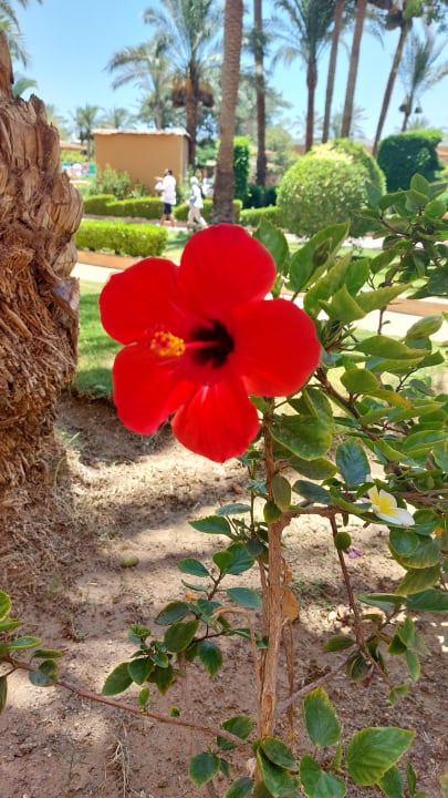 Gartenanlage Golden Beach Resort