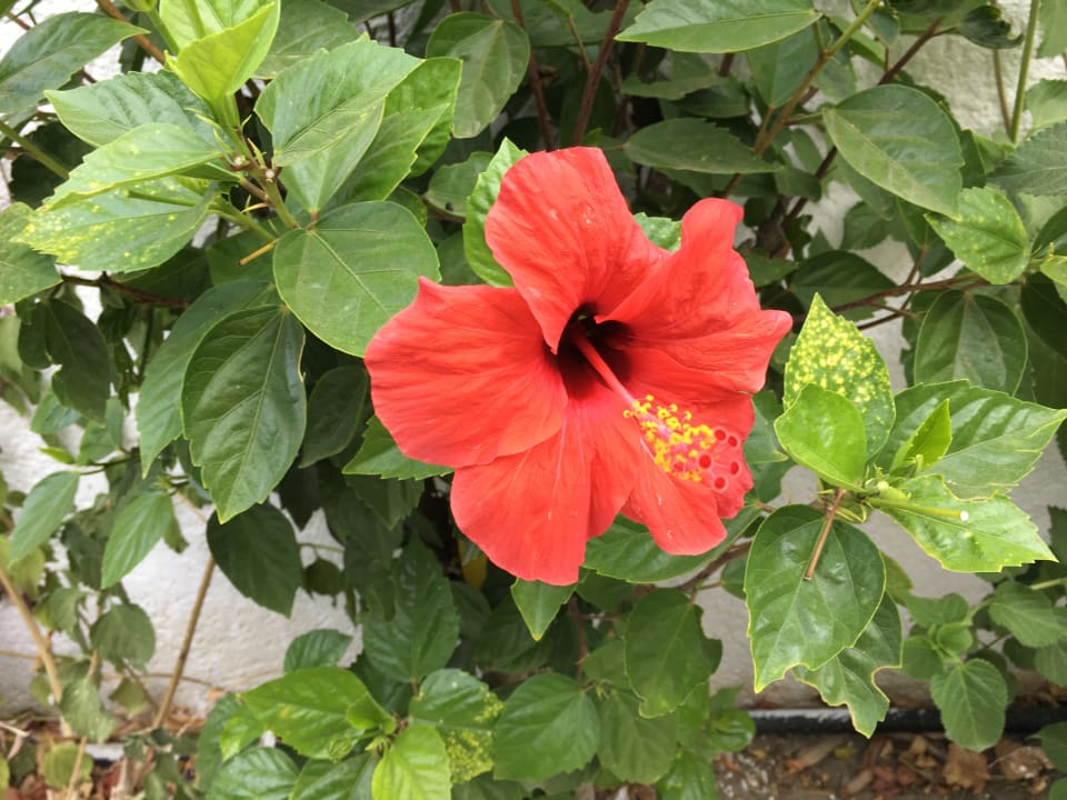 Gartenanlage Esperides Beach Resort