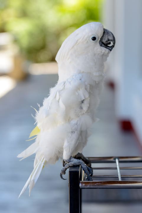 Hotelpapagei Hotel Anhawan Beach Resort & Spa