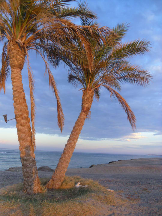 Brzeg po prawej stronie Malikia Resort Abu Dabbab