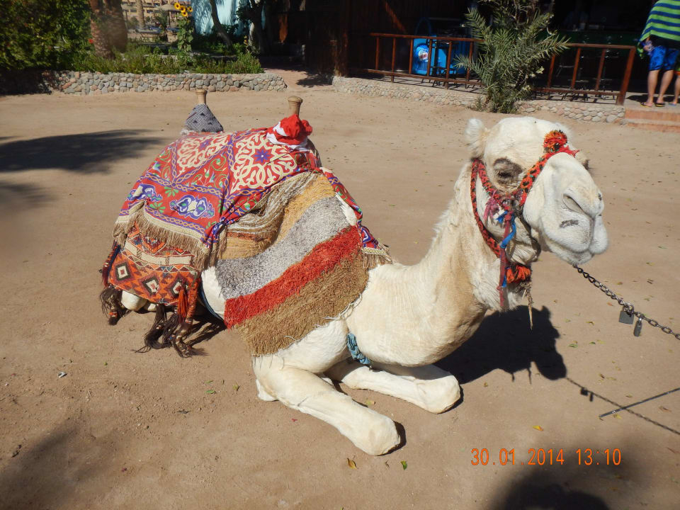 Willy Arabia Azur Resort