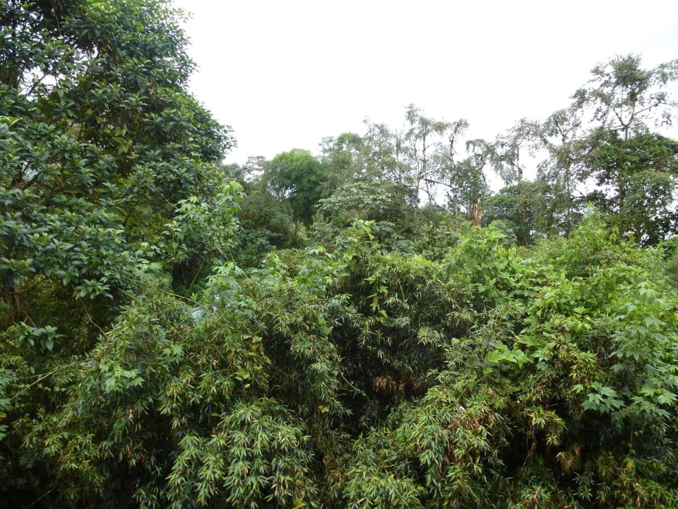 Blick aus dem Seitenfenster Hotel Sachatamia Lodge