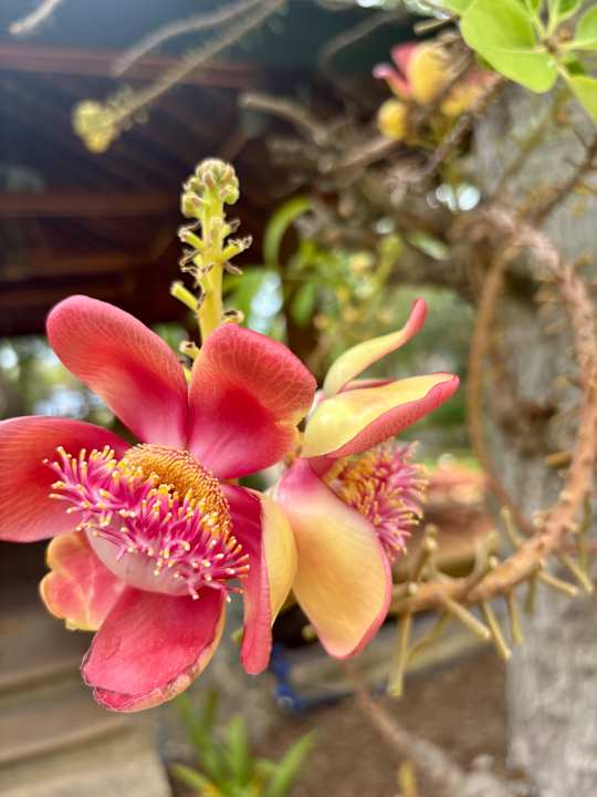 Gartenanlage Bandara Spa Resort & Pool Villas, Samui