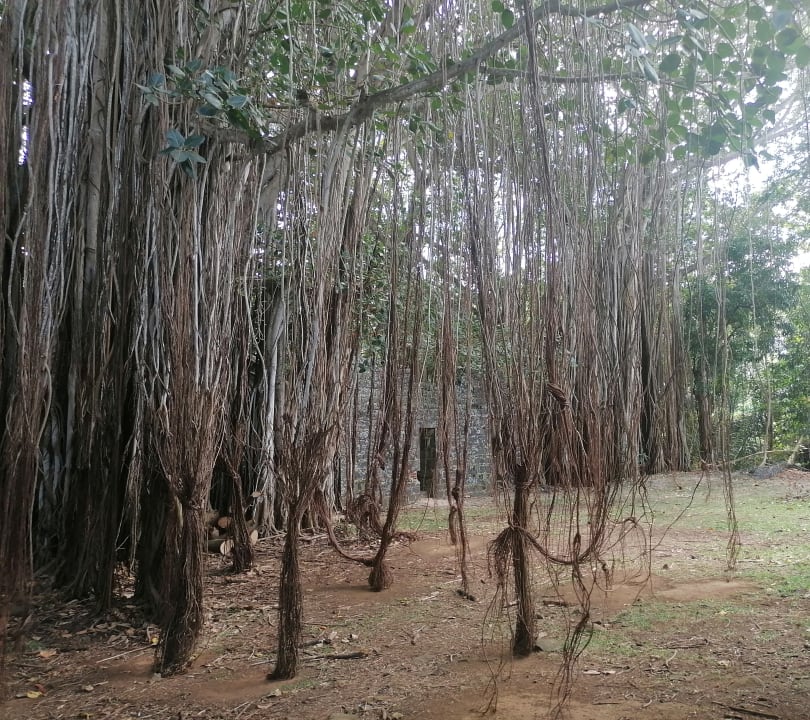 Gartenanlage Maritim Resort & Spa Mauritius