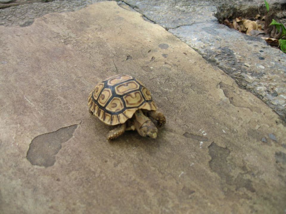 Baby-Schildkröte unterwegs Neptune Paradise Beach Resort & Spa