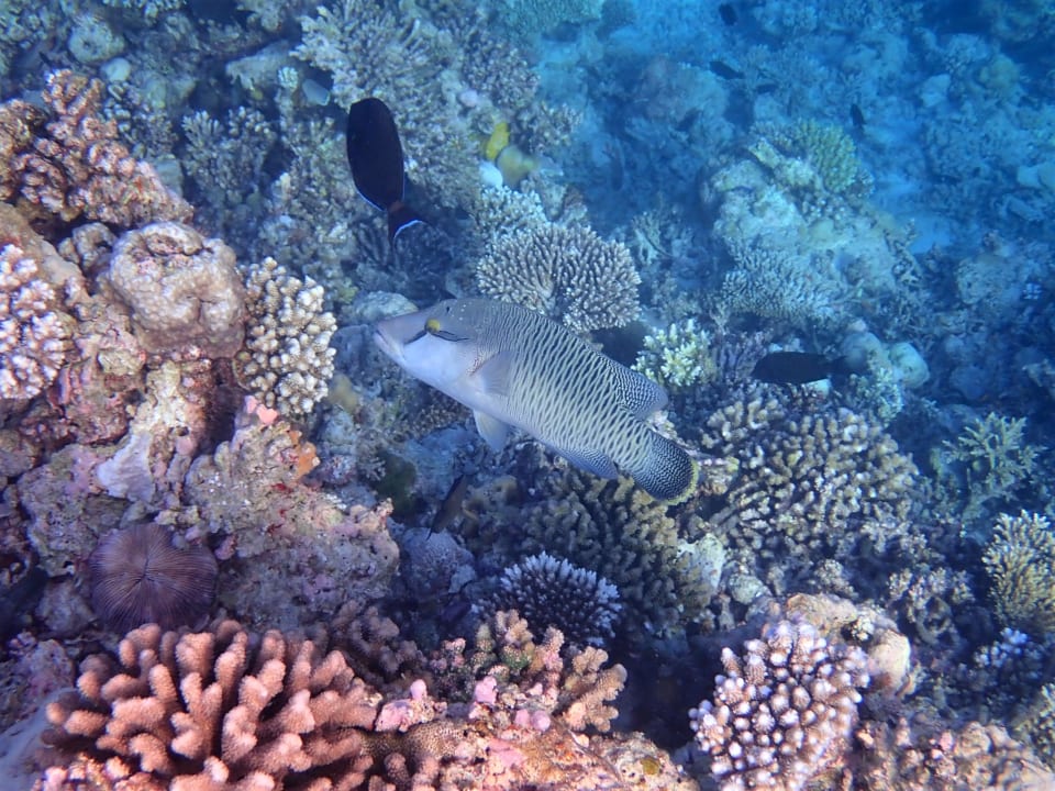 Sport & Freizeit Filitheyo Island Resort