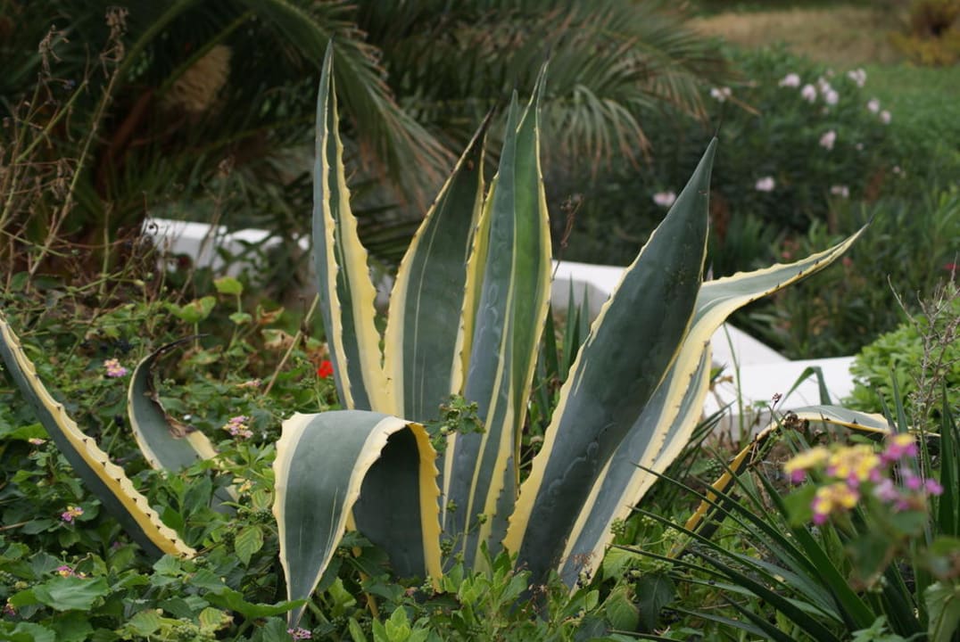 Garten Porto Bello Royal