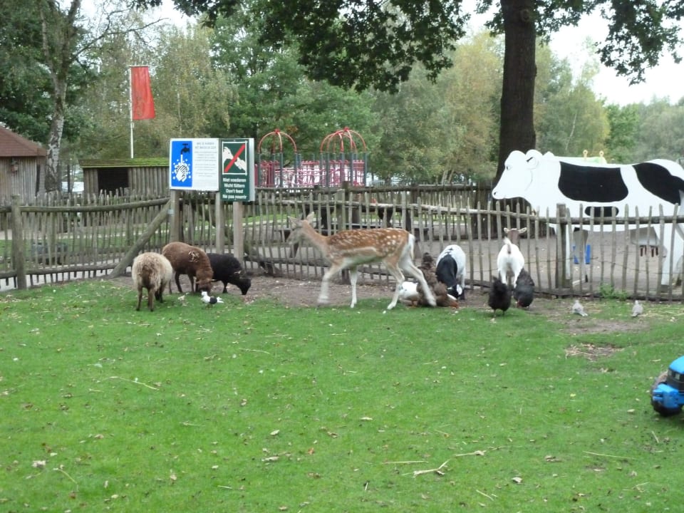 Streichelzoo Center Parcs De Kempervennen