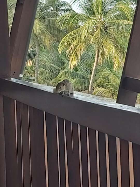 Zimmer Goldi Sands Hotel