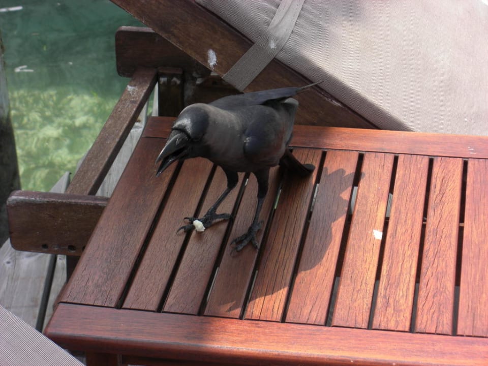 Nachbar  Kuredu Island Resort & Spa