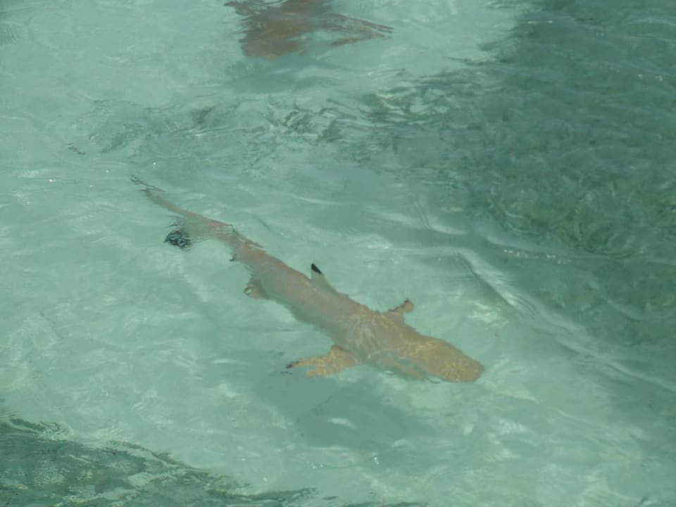 Die täglichen Begleiter Kuramathi Maldives