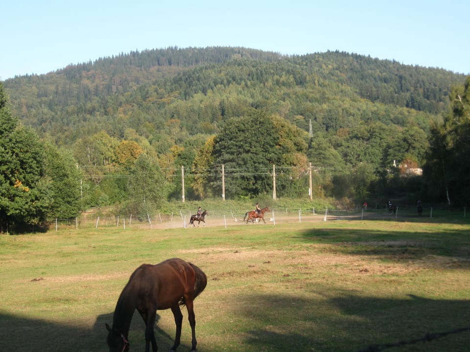 Nasze konie Hotel Stara Szmergielnia